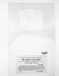 Leptosphaeria acuta image